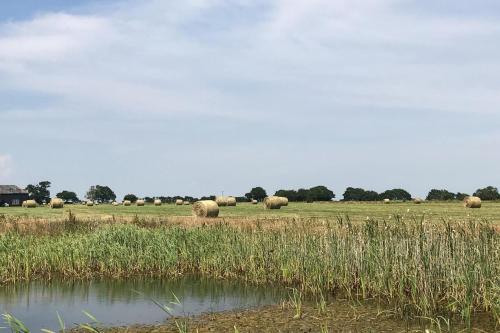a herd of sheep grazing in a field next to a pond at Swallows Roost in Sudbury