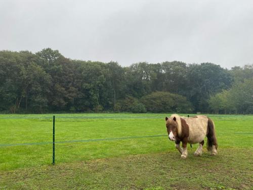 a brown horse is standing in a field at The Cart Lodge in Chedgrave