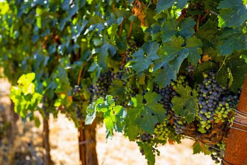 a bunch of grapes hanging from a bunch of trees at Luxury Wine Country Haven Vineyard Views Near Top Wineries Adelaida Farmhouse in Paso Robles