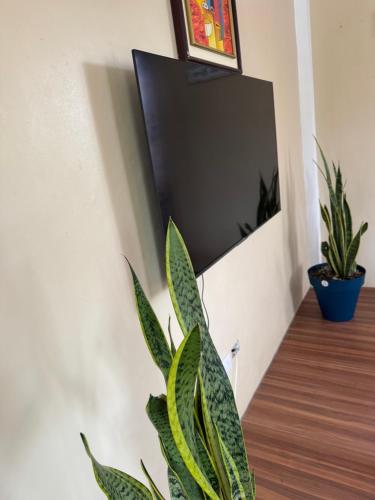 a plant sitting in front of a mirror on a wall at Vacation Rental in Paix Bouche
