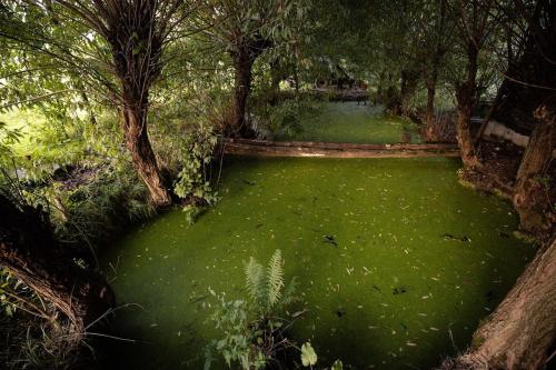 a pond filled with green water in a forest at Colina Mărului 