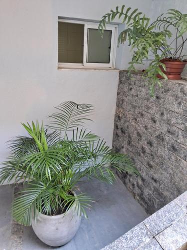 two potted plants sitting in front of a building at Casa Familiar em Teresópolis RJ in Teresópolis