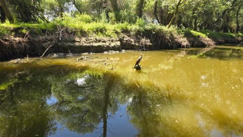 a bird is standing in the water at Casa delta verde in Mahmudia
