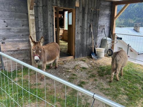 Animales en el departamento o alrededores