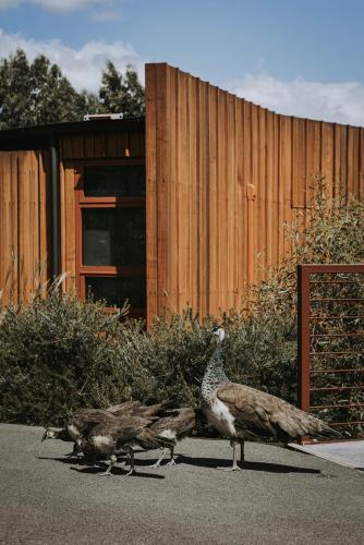 a group of birds walking in front of a fence at Iron Creek Bay Estate in Sorell