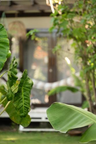 a plant with green leaves in a yard at Pousada Pais Tropical in Icaraí