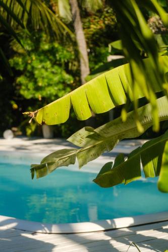 a large green leaf next to a swimming pool at Pousada Pais Tropical in Icaraí