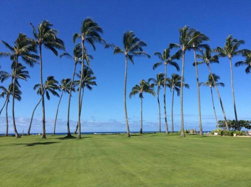 a group of palm trees on a green field at Entire Condo with Ocean Views, Koloa, HI in Koloa