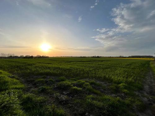 a field of green grass with the sun in the sky at 6 person holiday home in Haderslev-By Traum in Haderslev