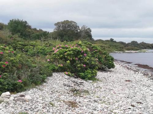 a bush with pink flowers on a rocky beach at 6 person holiday home in Haderslev-By Traum in Haderslev