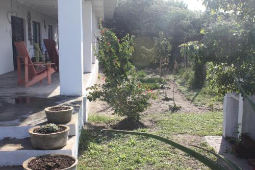 a garden with a tree and some plants at Lala Kahle in Sodwana Bay