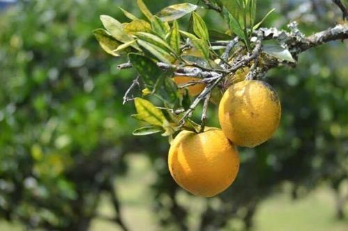 a group of oranges hanging from a tree at Jicote cabañas in Paraíso