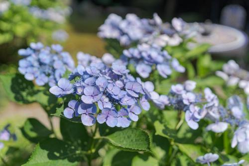 a bunch of blue flowers in a garden at Nagasaki Kagamiya in Nagasaki