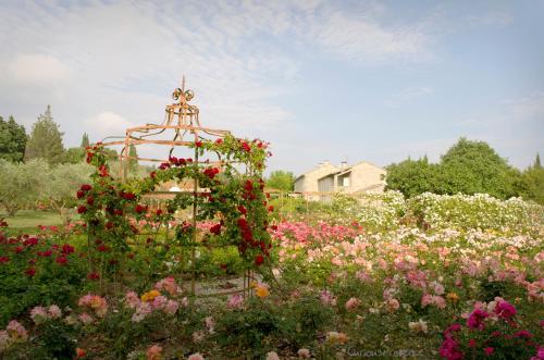 Κήπος έξω από το MAS DES FIGUES -très calme-Certifié Biologique FRBio10-jardin naturel écologique vivant-piscine 12x6-Copieux brunch paysan méditerranéen du jardin cuisine maison huile d'olive-Agritourisme-Alpilles-Saint Rémy de Provence-du 30 avril au 20 septembre 2026-