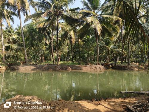 a pool of water in front of palm trees at Veeru River Front Nature Homestay Honnavar in Honāvar