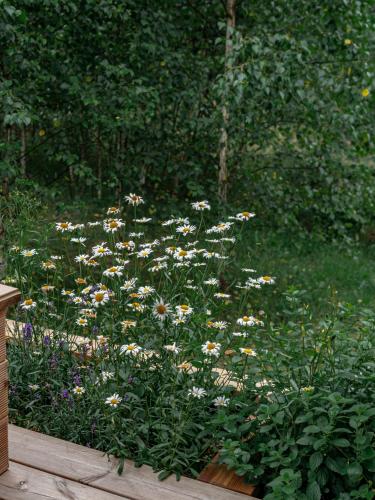 a bunch of white and yellow flowers in a garden at Getlost cabins in Valanciunai