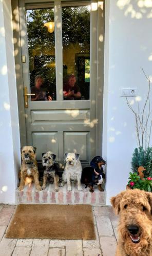 a group of dogs sitting in front of a door at RIGLI vendégház in Závod
