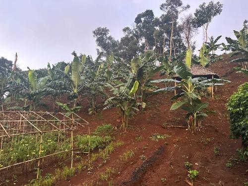 Taman di luar Twelve107 Farmstay