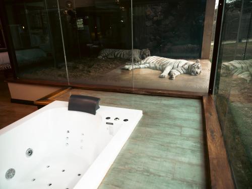 Fotografie z fotogalerie ubytování Shekinah Lion & Game Lodge v destinaci Dryfsand