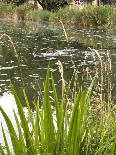 a pond with a group of ducks in the water at La maison d'elena in Thiviers
