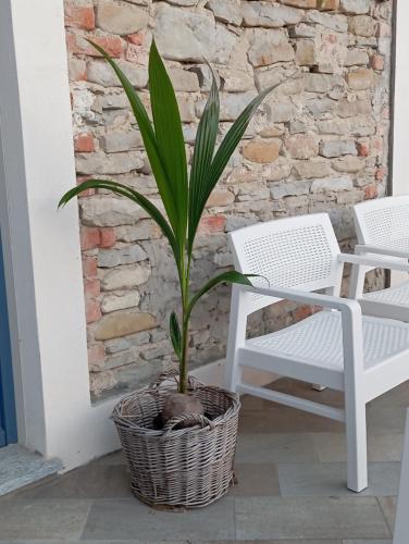 a plant in a basket next to two chairs at Il Sogno di Elisa Country House in Calosso