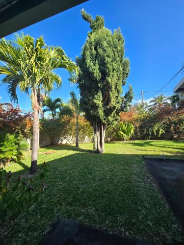 a yard with two palm trees and grass at La Villa Des Cocos in Saint-Louis
