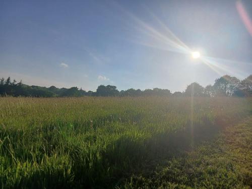 a field of tall grass with the sun in the sky at Deer Barn Retreats in Hockworthy