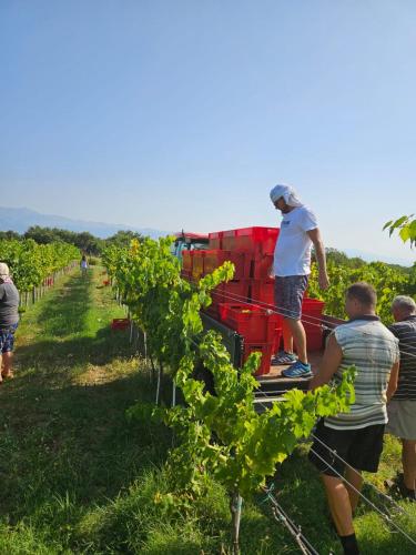 people standing on the back of a truck in a vineyard at Active holiday in nature on agritourism! Make wine or olive oil!!! in Posedarje
