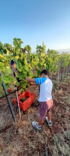 a man standing in a vineyard picking grapes at Active holiday in nature on agritourism! Make wine or olive oil!!! in Posedarje