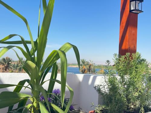 a garden with plants and a view of the ocean at Maat apartment in Luxor