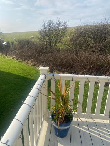 a plant in a blue pot on a white fence at Turnberry holiday park in Turnberry