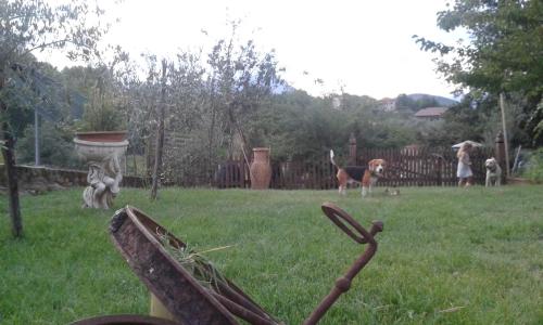 a dog is standing in a yard with a stick at B&B il Feudo in Fontechiari