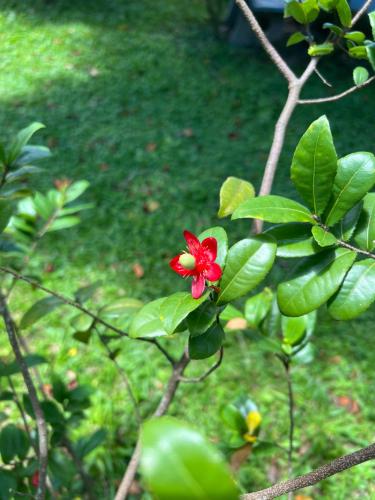 a red flower on a tree with green leaves at PhimHomeStayCR in Ban Thung Ngio