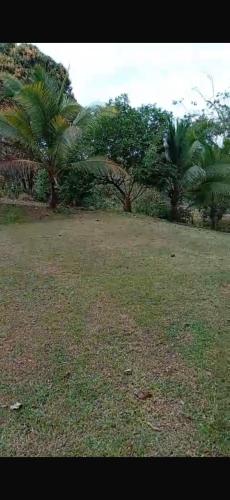 a field of grass with palm trees in the background at Quinta de Montaña, San Carlos in Vara Blanca
