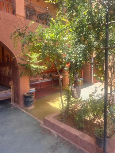 an orange tree in the courtyard of a building at Auberge Des Jardins du Dades in Boumalne