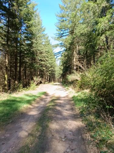 a dirt road in a forest with trees at La Renardière in Chènesaint