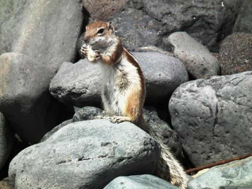 a squirrel sitting on a pile of rocks at MarVillaFuerte - Appart Air-Conditioned Swimming Pool & Private Jacuzzi in Villaverde