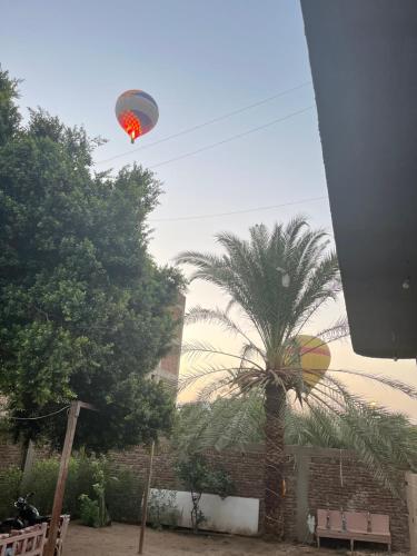 a hot air balloon flying over a palm tree at Golden Rose Guesthouse in Luxor