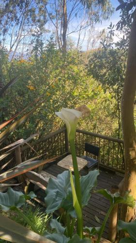 a white flower sitting on a wooden deck at Refugio Santa Elena in Santa Elena