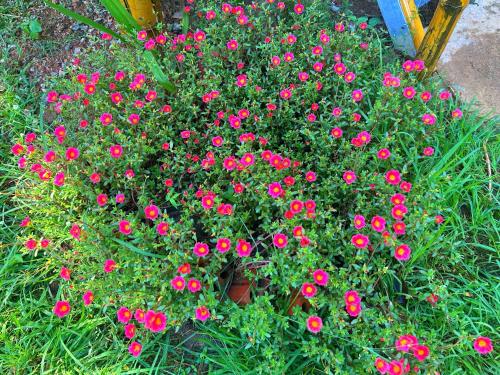 a bunch of pink flowers in a garden at Bamboora Sanctuary Battambang in Battambang