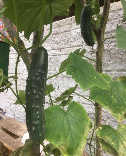 a green cucumber growing on a plant at Ouro da Terra 1 in Ibicoara