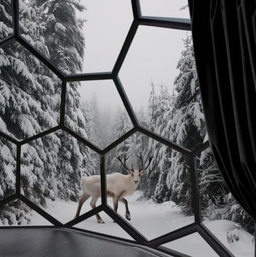a deer standing in the snow through a window at SKOG - Aurora Igloos Resort in Kalix
