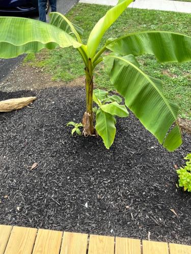 a small tree with large green leaves in the dirt at The Rene Carr House in Elkton
