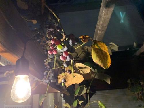 a light hanging from a ceiling with a plant at Temple View Inn with Music Studio in Independence