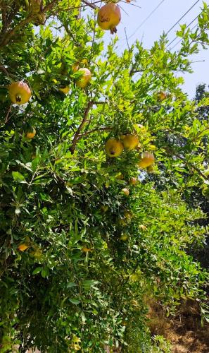an orange tree with lots of oranges on it at DC Family Home & Garden - Traditional village house in Pano Arodes