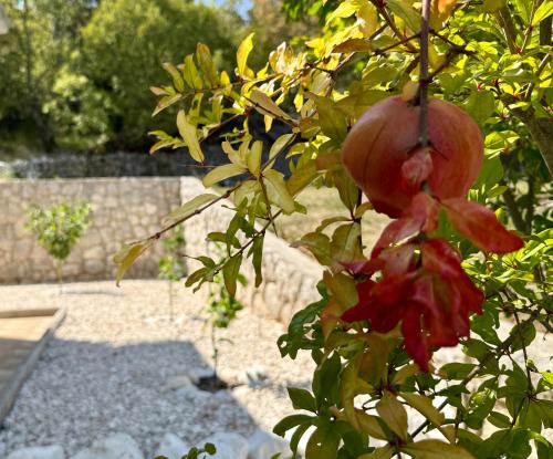 a pomegranate hanging from a tree in a garden at Holiday Home Vista Natura in Labin