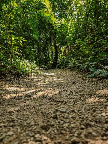 a dirt road in the middle of a forest at Loft Pelicano - Santuario Apartments in Chemuyil