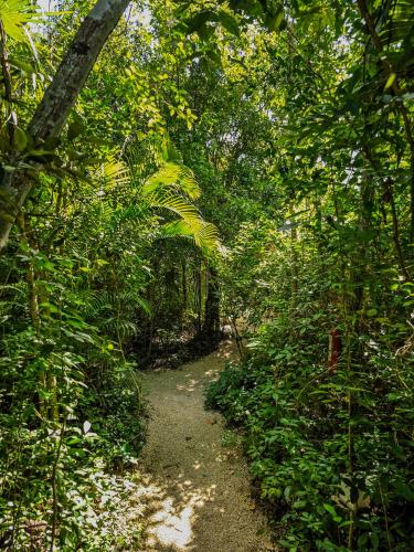 a dirt trail in the middle of a forest at Loft Pelicano - Santuario Apartments in Chemuyil