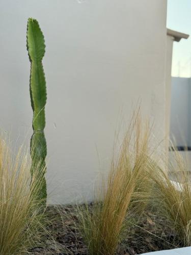 a green cactus standing next to some tall grass at Theros Residence in Stavros