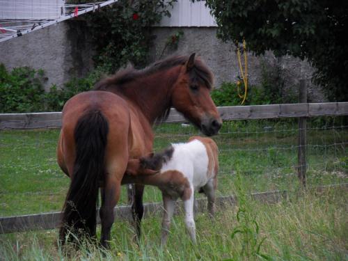 a horse and a baby horse standing in a field at Mellby Ör Inn in Mellby